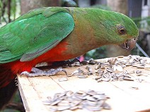 Australian King Parakeet